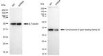 C3orf38 Antibody