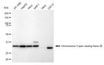 C3orf38 Antibody in Western Blot (WB)