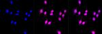 BIN1 Recombinant Rabbit Monoclonal Antibody (23GB3265)