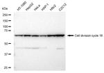 APC6 Antibody in Western Blot (WB)