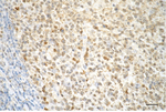 Caspase 3 p12 Antibody in Immunohistochemistry (Paraffin) (IHC (P))