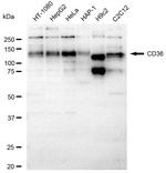 CD36 Recombinant Rabbit Monoclonal Antibody (23GB3370)