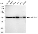 Cyclin A1/A2 Antibody in Western Blot (WB)