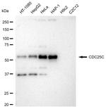 CDC25C Antibody in Western Blot (WB)