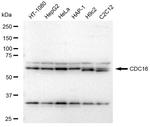 APC6 Antibody in Western Blot (WB)