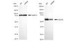 Cdc23 Antibody