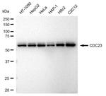 Cdc23 Antibody in Western Blot (WB)