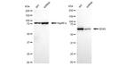 DDX5 Antibody