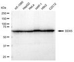 DDX5 Antibody in Western Blot (WB)