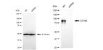 CD166 Antibody