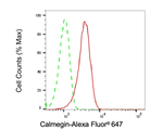 CLGN Antibody in Flow Cytometry (Flow)