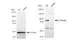 CLGN Antibody
