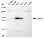 CLGN Antibody in Western Blot (WB)