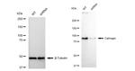 CLGN Antibody