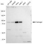 CLGN Antibody in Western Blot (WB)
