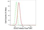 EOGT Antibody in Flow Cytometry (Flow)