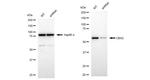 CBX2 Antibody