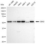 CBX2 Antibody in Western Blot (WB)