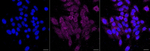 ABCE1 Antibody in Immunocytochemistry (ICC/IF)