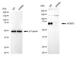 ACBD3 Antibody