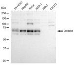 ACBD3 Antibody in Western Blot (WB)
