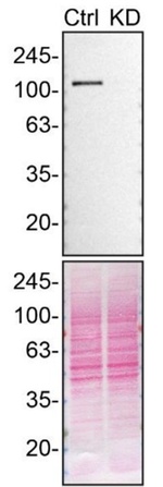 GEF-H1 Antibody in Western Blot (WB)