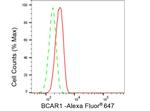p130Cas Antibody in Flow Cytometry (Flow)