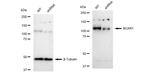 p130Cas Antibody