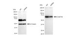 CAF1 p60 Antibody