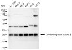 CBF beta Recombinant Rabbit Monoclonal Antibody (23GB3785)