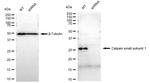 Calpain S1 Antibody