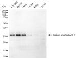 Calpain S1 Antibody in Western Blot (WB)