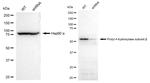 PDI Antibody
