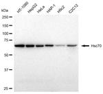 HSC70 Recombinant Rabbit Monoclonal Antibody (23GB2675)