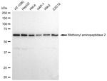 METAP2 Antibody in Western Blot (WB)