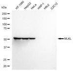 MLKL Antibody in Western Blot (WB)