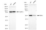 MLKL Antibody