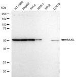 MLKL Antibody in Western Blot (WB)