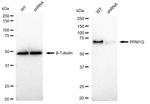 PPM1G Antibody