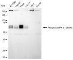 Phospho-AMPK alpha-1 (Ser496) Antibody in Western Blot (WB)