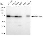 PKC delta Recombinant Rabbit Monoclonal Antibody (23GB2410)