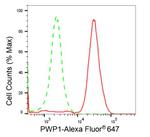 PWP1 Antibody in Flow Cytometry (Flow)
