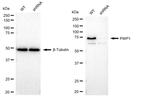 PWP1 Antibody