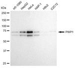 PWP1 Antibody in Western Blot (WB)