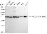 Phospho-c-Raf (Ser621) Antibody in Western Blot (WB)