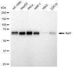 c-Raf Antibody in Western Blot (WB)