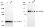SEC24D Antibody