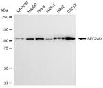 SEC24D Antibody in Western Blot (WB)