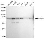 HSPA9 Antibody in Western Blot (WB)