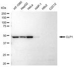 HEAB Antibody in Western Blot (WB)